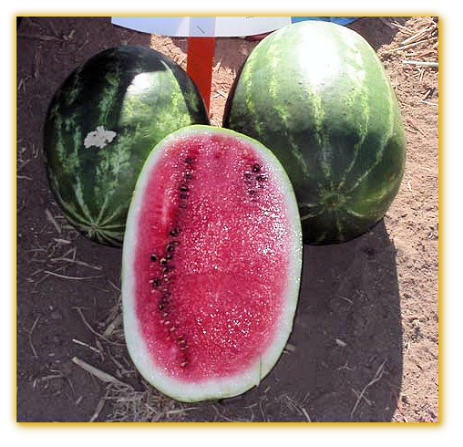 Watermelon GVS 53324 F1 Hybrid
