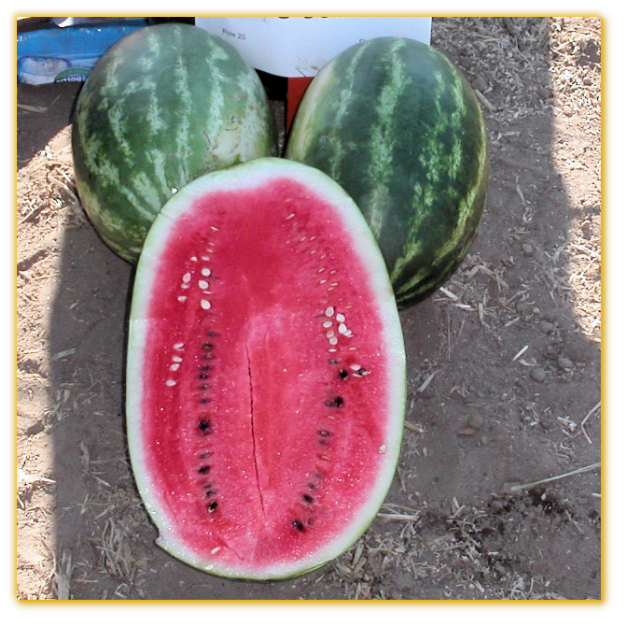 Watermelon GVS 53325 F1 Hybrid