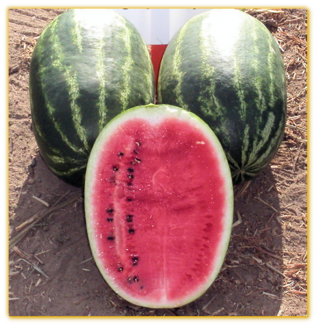 Watermelon GVS 53345 F1 Hybrid