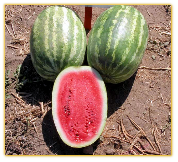 Watermelon GVS 53377 F1 Hybrid