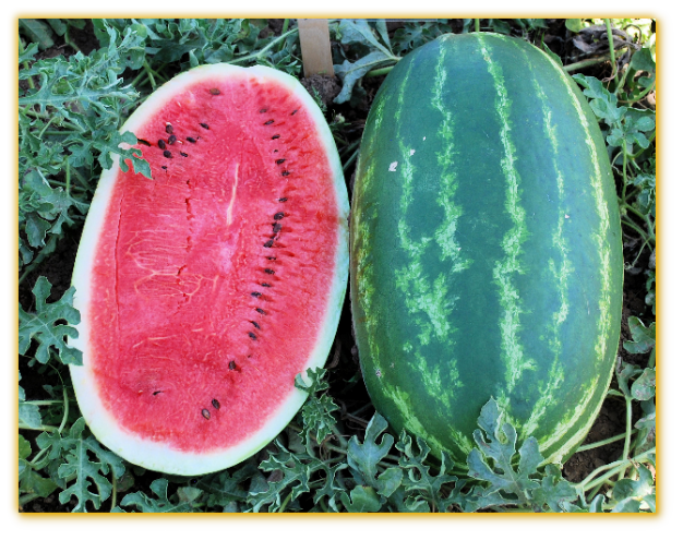 Watermelon GVS 53438 F1 Hybrid