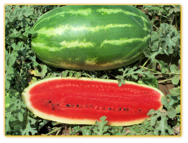 Watermelon GVS 53441 F1 Hybrid