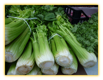 Celery vegetable seed