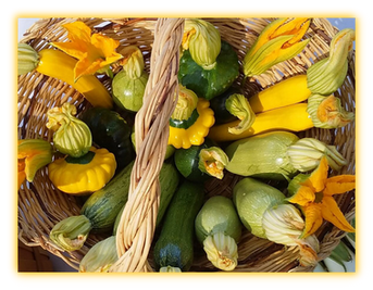 Squash Zapallo (Calabacita) Courgette vegetable seed